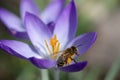 Close-up of a small honey bee sitting on a crocus petal. The flower is purple. The bee is covered in yellow pollen Royalty Free Stock Photo