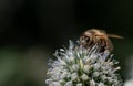 Close up of a small honey bee sitting on the pollen of a thistle. The background is green with room for text Royalty Free Stock Photo