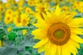 Close-up of small honeybee on yellow bright sunflower gathering honey on field