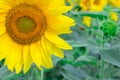 Small honeybee flying on yellow bright sunflower gathering honey on field