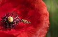 Close-up of a small hoverfly foraging on the pollen of a red poppy flower Royalty Free Stock Photo