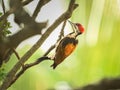 Close-up of the small Indo-Malay woodpecker (Dinopium benghalense) resting on the tree Royalty Free Stock Photo