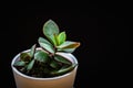 Small jade plant crassula ovata succulent plantlet on a black background. Royalty Free Stock Photo