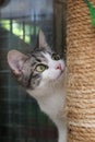 A close up of a small kitten is looking up on tehe scratching post Royalty Free Stock Photo