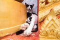 Close up small kitten with mother in the temple.Phuket.Thailand Royalty Free Stock Photo