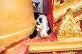 Close up small kitten with mother in the temple.Phuket.Thailand Royalty Free Stock Photo