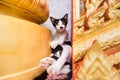 Close up small kitten with mother in the temple.Phuket.Thailand Royalty Free Stock Photo