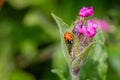 Close up of small ladybird on Red Campion flower Royalty Free Stock Photo