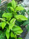 Close up of small-leaved jointfir plant