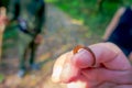 Close up of a small leech feeding in the finger of a person, located in the forest in Chitwan National Park