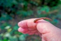 Close up of a small leech feeding in the finger of a person, located in the forest in Chitwan National Park
