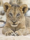 Close-up of a small lion cub lay down to rest on soft Kalahari s Royalty Free Stock Photo