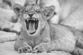 Close-up of a small lion cub yawning on soft Kalahari sand in ar Royalty Free Stock Photo