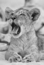 Close-up of a small lion cub yawning on soft Kalahari sand in ar Royalty Free Stock Photo