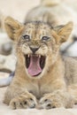 Close-up of a small lion cub yawning on soft Kalahari sand Royalty Free Stock Photo
