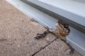 Close-up of a small lizard with a distinctive head crest Royalty Free Stock Photo