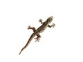 Small Lizard Isolated on White Background Royalty Free Stock Photo