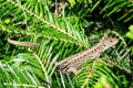 Close up of a small lizard in a spruce tree Royalty Free Stock Photo