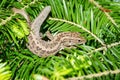 Close up of a small lizard in a spruce tree Royalty Free Stock Photo