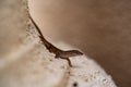 Close-up of a small lizard on a textured surface. Royalty Free Stock Photo