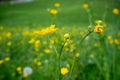 Close up small lovely yellow flowers on blurred fresh green field background