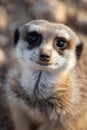 A close up of a small meerkat looking at the camera Royalty Free Stock Photo