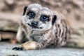 Close-up of a small meerkat on a rock