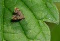 Close-up of the a small moth, the common Nettle-tap Anthophila fabriciana