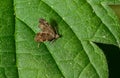 Close-up of the a small moth, the common Nettle-tap Anthophila fabriciana