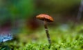Close up of a small mushroom. Glowing greens with dew drops. Prepared with stacking focus close up. Nature picture suitable for ba