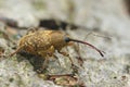 Close up of a the small nut weevil, Curculio nucum Royalty Free Stock Photo