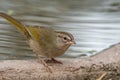 Close-up of a small olive sparrow (Arremonops rufivirgatus) with a lake in the background
