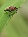 Close-up of a small, orange and black bug on a green leaf. Detailed macro shot. Royalty Free Stock Photo