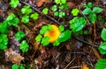 Close-up of small orange chanterelles growing among the green grass in a pine forest Royalty Free Stock Photo