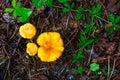 Close-up of small orange chanterelles growing among the green grass in a pine forest Royalty Free Stock Photo