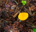 Close-up of small orange chanterelles growing among the green grass in a pine forest Royalty Free Stock Photo