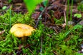 Close-up of small orange chanterelles growing among the green grass in a pine forest Royalty Free Stock Photo