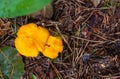 Close-up of small orange chanterelles growing among the green grass in a pine forest Royalty Free Stock Photo