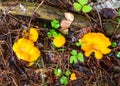 Close-up of small orange chanterelles growing among the green grass in a pine forest Royalty Free Stock Photo