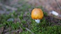 Close up small orange mushroom isolated with blurry background Royalty Free Stock Photo