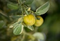 Close-up of small oranges tree with spotted leaves.The fruit eatable with high vitamin C and the small tree use for decoration