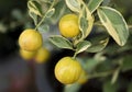 Close-up of small oranges tree with spotted leaves.The fruit eatable with high vitamin C and the small tree use for decoration Royalty Free Stock Photo