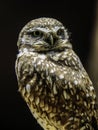 Burrowing Owl Royalty Free Stock Photo