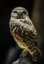Burrowing Owl Royalty Free Stock Photo