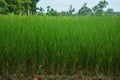 Close up of small paddy, rice plants growing with green long leaves, selective focusing