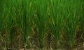 Close up of small paddy, rice plants growing with green long leaves, selective focusing