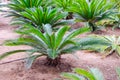 Close up small palm trees in nursery plantation with artificial irrigation, Selective focus. Space for text Royalty Free Stock Photo