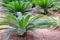 Close up small palm trees in nursery plantation with artificial irrigation, Selective focus. Space for text