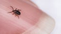 Nail detail with crawling deer tick male. Ixodes ricinus or scapularis