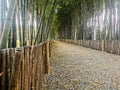 Close-up small pathway surrounded by bamboo trees